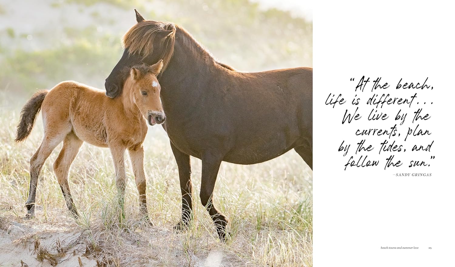 כריכת הספר "עיצוב חוף הים" מאת Fine Lab Home, המציגה סלון מואר עם קירות עץ, עיצוב ניטרלי וחלונות גדולים עם צמחייה – מושלם לאוהבי ספרים לעיצוב.