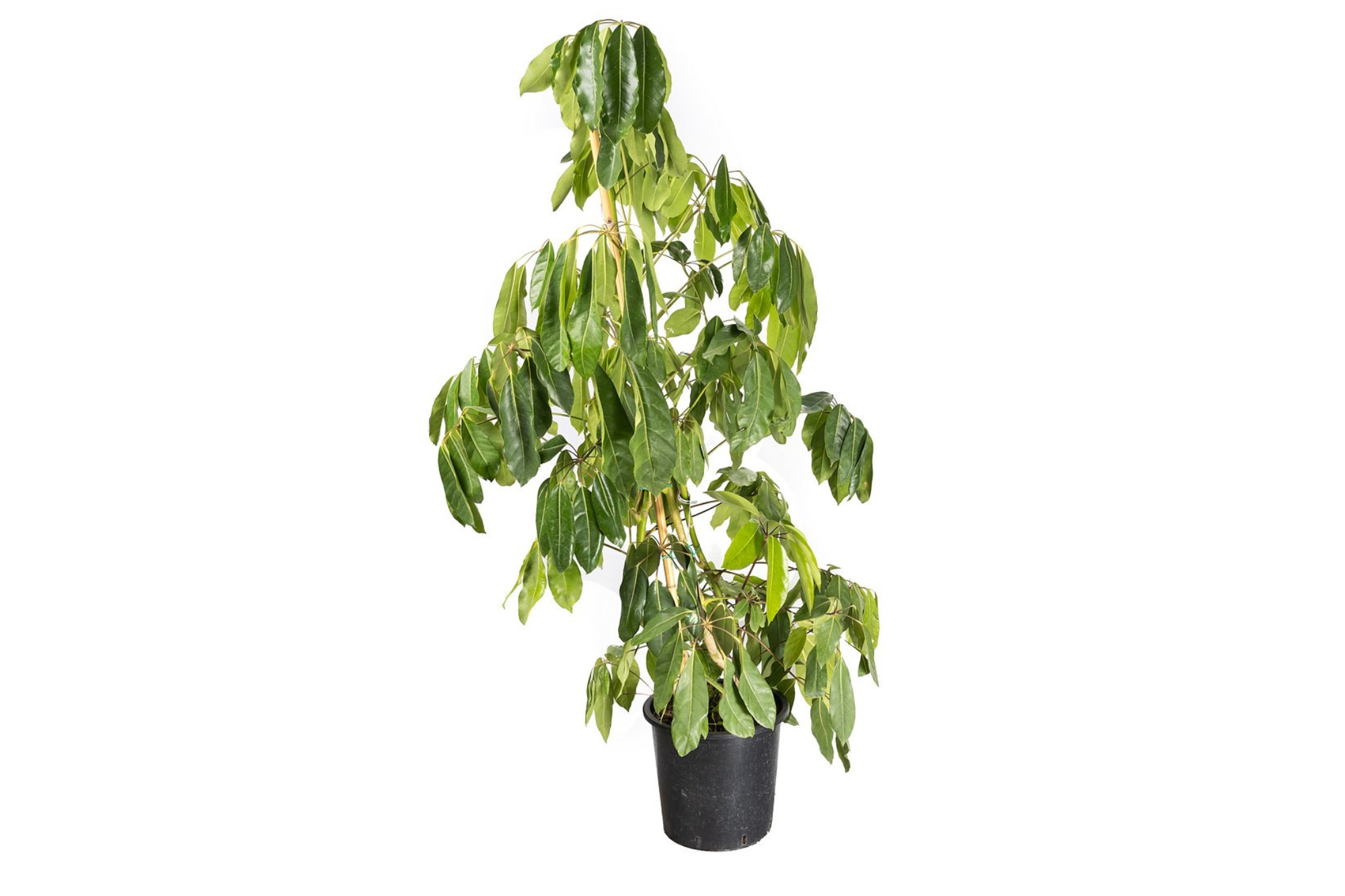 שפלרה ירוקה של Fine Lab Home עם עלים ירוקים משתפלים מוצגת על רקע לבן.