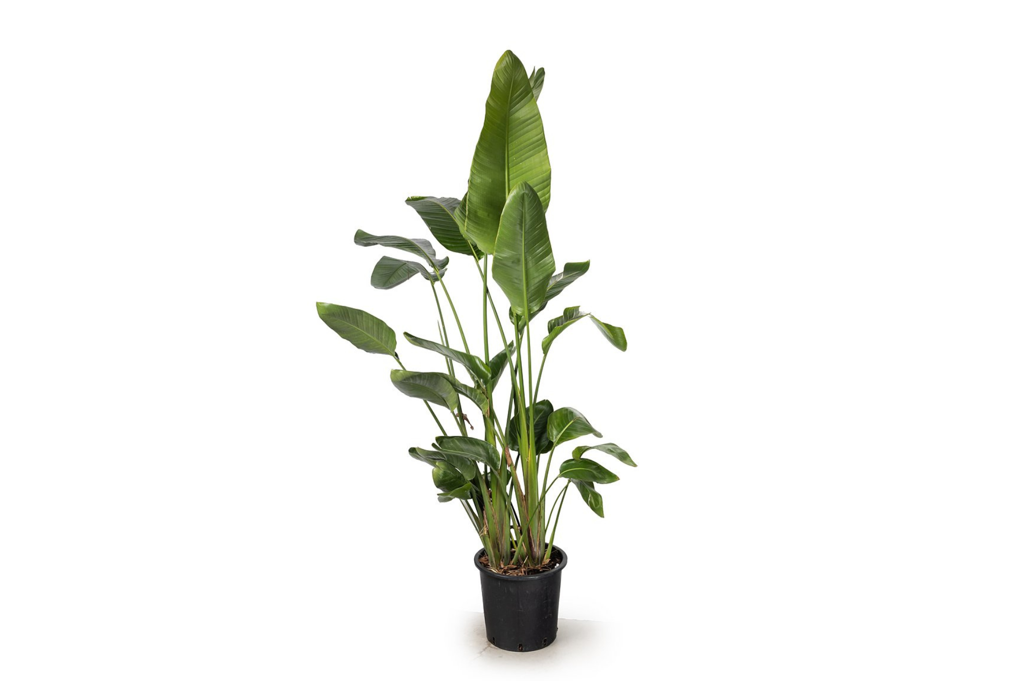 הצמח Fine Lab Home ניקולאי ציפור גן עדן הוא צמח גבוה בעציץ עם עלים ירוקים זקופים בעציץ פלסטיק שחור, אידיאלי כצמח לבית או להוספת סגנון טרופי לכל חדר.