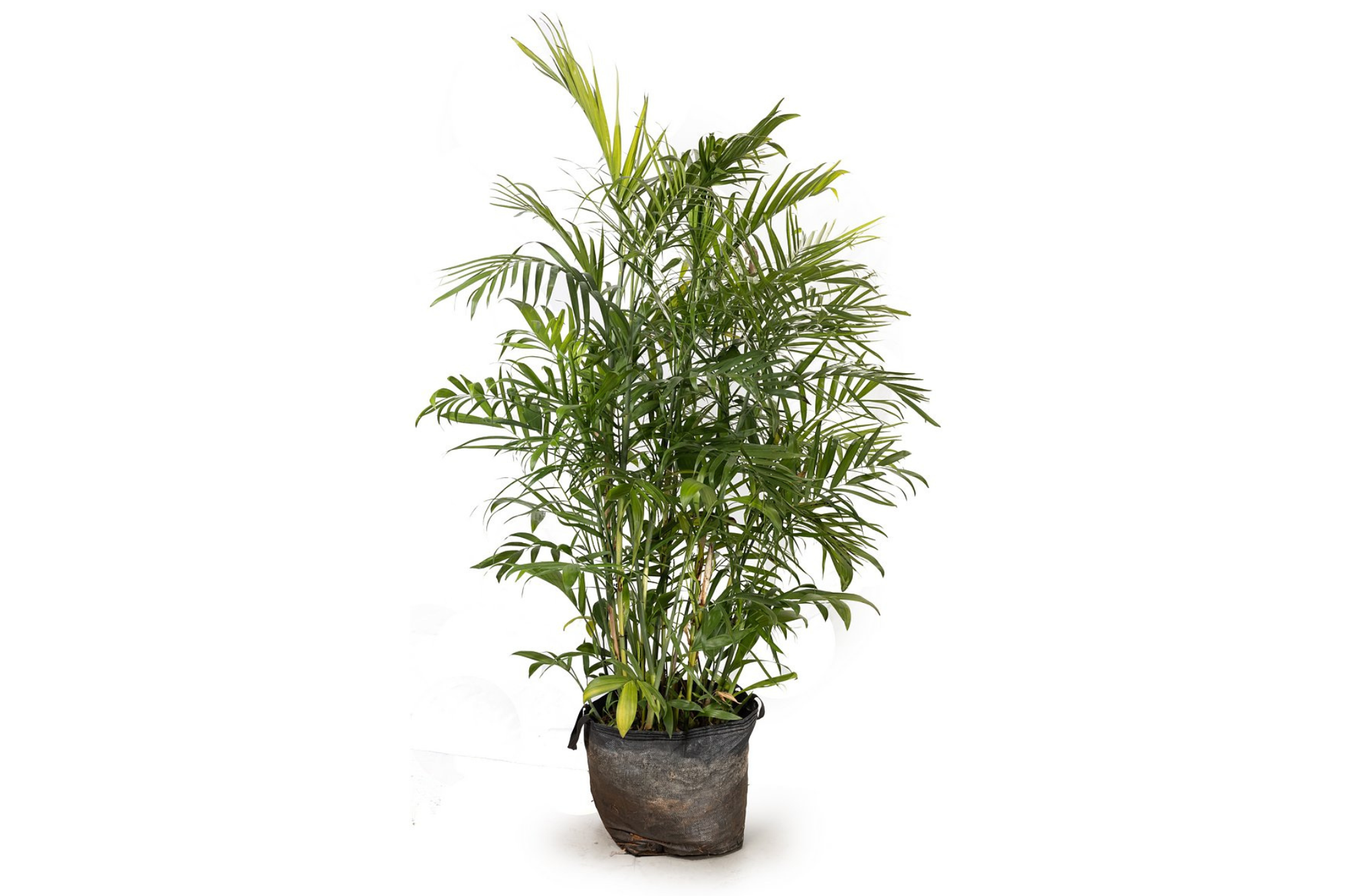 דקל שפריצי של Fine Lab Home עם עלים ירוקים ארוכים, מגיע בעציץ פלסטיק שחור, מוצג על רקע לבן—הצמח הטרופי המושלם לבית.
