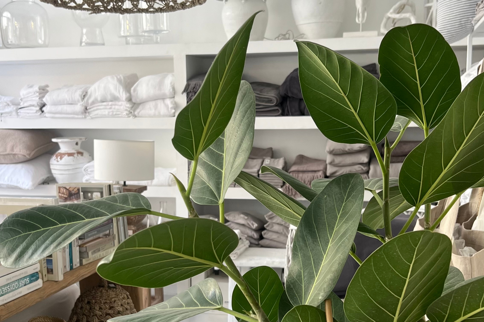 פיקוס אודרי של Fine Lab Home – צמח גבוה עם עלים ירוקים וגבעולים מרובים, בעציץ שחור. אידיאלי כצמח לבית או למשרד, מתאים לקישוט ויוצר אווירה טבעית.