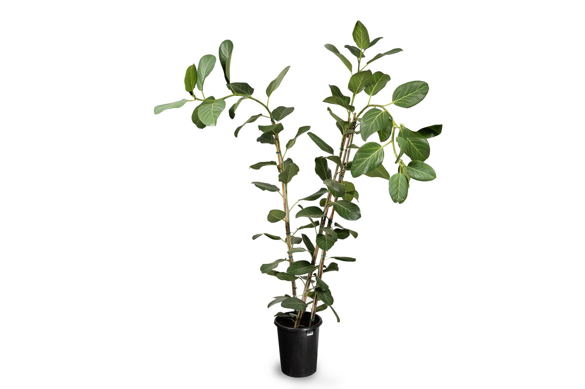פיקוס אודרי של Fine Lab Home – צמח גבוה עם עלים ירוקים וגבעולים מרובים, בעציץ שחור. אידיאלי כצמח לבית או למשרד, מתאים לקישוט ויוצר אווירה טבעית.